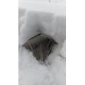 完全に雪に埋まっている空豆のトンネル