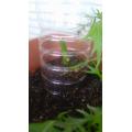 水菜のプランターに混植した２号も土増し
