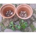 乾くのが早くなったから植え替え