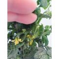 Little Sicily Globe Tomato