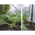 温室栽培チンゲン菜　草丈20cm