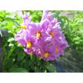 キタアカリ(薄い紫色)の花