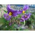デストロイヤー(濃い紫色)の花