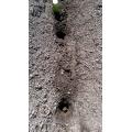 約１０㎝の穴掘って種芋を植えつけ
