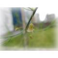 緑のアスパラの花