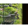 タイタンを摘花中のヒヨドリ