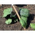 鉢植えにして家で育てていたものです