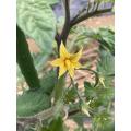 プチぷよの花