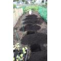４０cm四方で穴掘り、元肥を入れ定植です