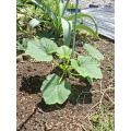 後から定植したやつの方が元気