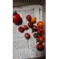 本日収穫のトマト