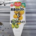 この品種