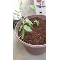 斜め植えにしたつもりなんだけど？