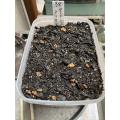 発芽は5日以上必要？