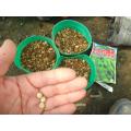 摘心断根枝豆用の余り種3粒で通常栽培と比較