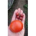 大小のトマト