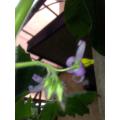 ツノナスの花1