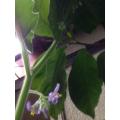 ツノナスの花3