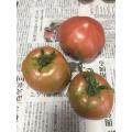 福寿と世界一トマト