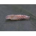 フタホシヒラタアブらしき幼虫