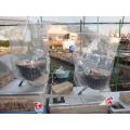 水耕栽培イチゴ　簡易温室と培養液調整　