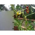 マイクロトマトの小さな花