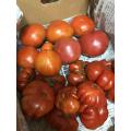 本日の大玉トマト収穫