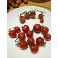 12個収穫。上の房トマトはプチぷよ。色比較の為おいてみた