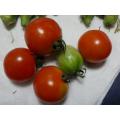 収穫したトマト（5個）