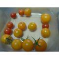 トマト本日の収穫