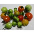 収穫と摘果したトマトの実