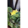 花が咲いてしまった
