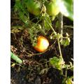 夏植えミニトマト