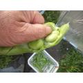 豆の状態