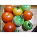 収穫したトマト（8個）