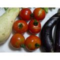 収穫したトマト（裂果した採種用の実…6個）
