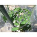 大玉トマト(感激)