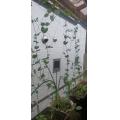健気なベランダえんどうたち