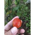 ミニトマト1個収穫