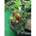 盆栽トマト
