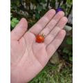 小さめミニトマトサイズ