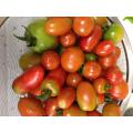 8種類のトマト