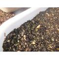 ミニアサガオ　発芽開始