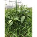 草むらの中です。草取り間に合いません。