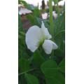 エンドウの白花