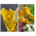 オバナの花びらをちぎって人工受粉