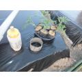 比較栽培中玉トマト　植え付け完了