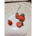 一季なりイチゴの収穫( 桃薫 、 あかねっ娘 )