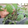 比較栽培　中玉トマト 　脇芽取り