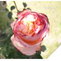 日本のバラ、ロサオリエンティス、素敵！